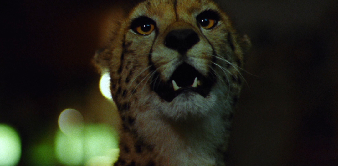 Still from Wild Beasts